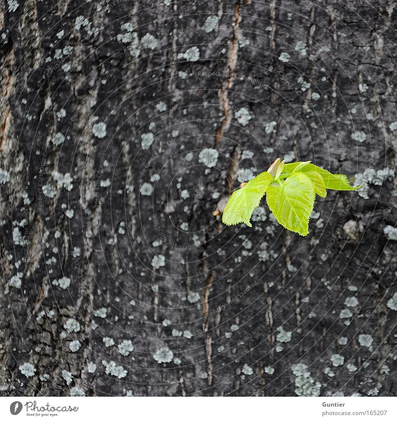 auf ein neues ... Farbfoto Gedeckte Farben Außenaufnahme Makroaufnahme Strukturen & Formen Textfreiraum links Textfreiraum oben Textfreiraum unten Tag Kontrast