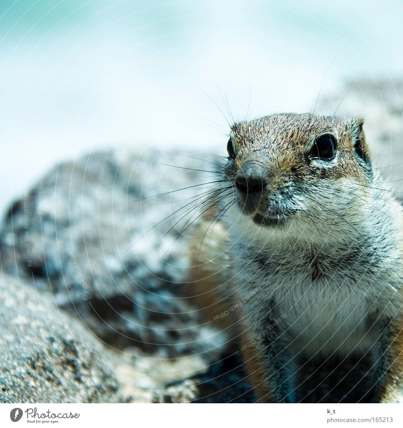 Glotzkowski Farbfoto Außenaufnahme Textfreiraum oben Tag Schwache Tiefenschärfe Tierporträt Wildtier Tiergesicht Fell Erdhörnchen Atlashörnchen 1 Stein