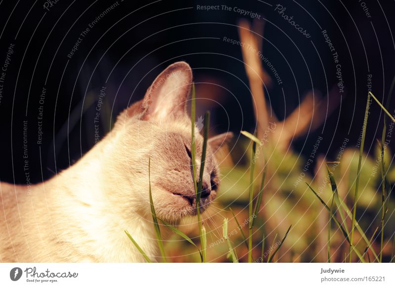 Genießen ... Farbfoto Außenaufnahme Menschenleer Tag Tierporträt Umwelt Natur Pflanze Frühling Sommer Gras Grünpflanze Wiese Haustier Katze Tiergesicht Fell 1