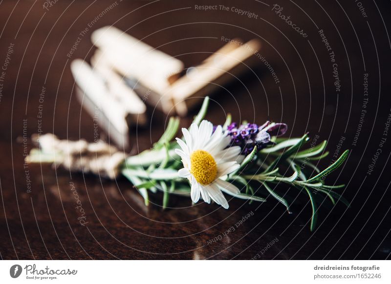 Hochzeitsdekoration Rosmarin, Lavendel und Margerittem Kräuter & Gewürze Margerite Pflanze Frühling Sommer Blüte ästhetisch Freundlichkeit frisch schön