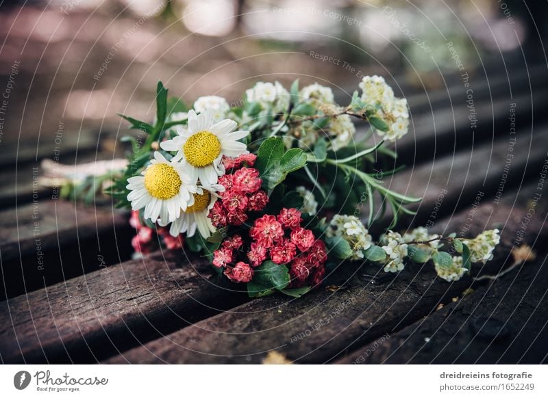 Blümchen. Blüten. Frühling. Umwelt Natur Pflanze Blume Rosmarin Margerite Gänseblümchen Blumenstrauß Liebe ästhetisch außergewöhnlich Duft Glück gelb grün rot