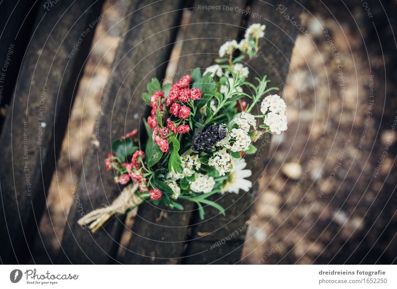 Blümchen. Blüten. Frühling. Liebe. Kräuter & Gewürze Rosmarin Natur Pflanze ästhetisch Freundlichkeit Gesundheit schön einzigartig positiv Gefühle Glück