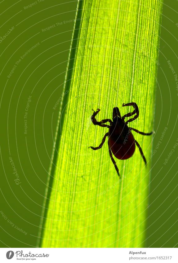 Diese "Augen" !! Tier Zecke 1 beobachten hängen krabbeln bedrohlich Ekel gruselig hässlich Krankheit grün Appetit & Hunger Angst Entsetzen Todesangst Natur