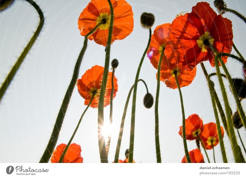 Mohnbäume Farbfoto mehrfarbig Außenaufnahme Makroaufnahme Menschenleer Tag Licht Schatten Sonnenlicht Sonnenstrahlen Gegenlicht Froschperspektive Natur Pflanze