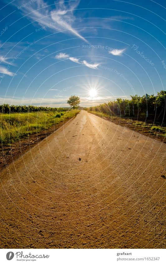 Sonne am Ende einer einsamen Strße mit Baum Straße Erscheinung Karriere Beginn mission Zukunft Ziel Fortschritt Himmel Inspiration Kroatien Licht Motivation