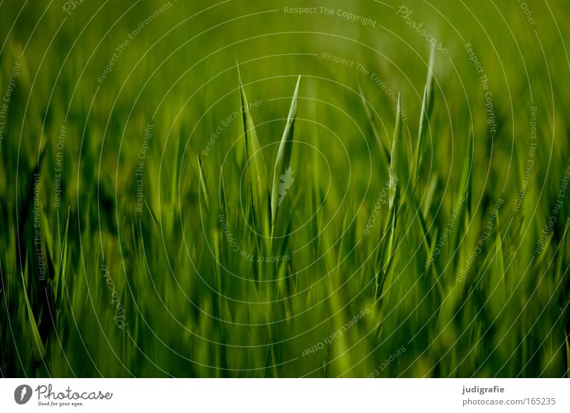 Acker Farbfoto Außenaufnahme Muster Strukturen & Formen Menschenleer Tag Lebensmittel Umwelt Natur Landschaft Pflanze Frühling Sommer Nutzpflanze Feld Wachstum