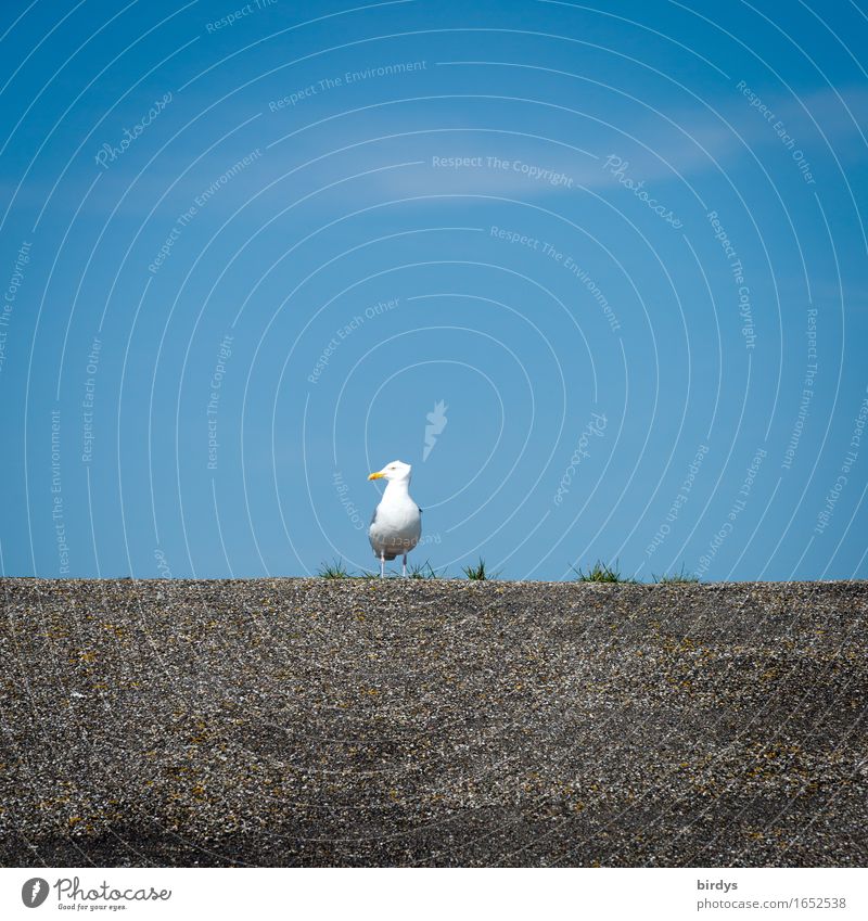 wo seid ihr ? Wolkenloser Himmel Gras Möwe 1 Tier beobachten Blick ästhetisch frech positiv blau grau weiß Wachsamkeit Einsamkeit Ordnung ruhig Deich Asphalt