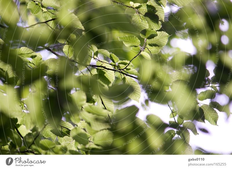 Buchen sollst du suchen Farbfoto Außenaufnahme Nahaufnahme Menschenleer Tag Schatten Kontrast Starke Tiefenschärfe Gartenarbeit Umwelt Natur Landschaft Pflanze