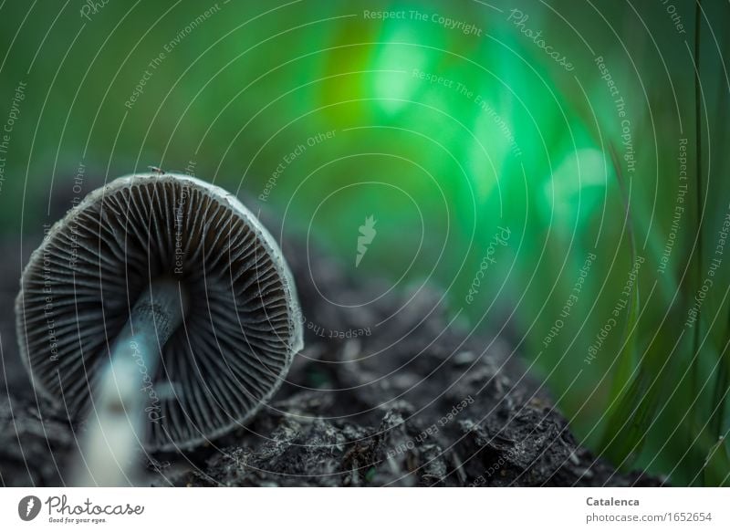 Umgefallen, der Pilz Natur Pflanze Erde Herbst Gras Pilzhut Feld liegen dehydrieren kaputt rund braun grau grün silber weiß unbeständig Einsamkeit Überleben