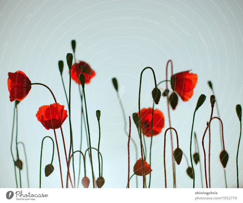 wirily Natur Pflanze Himmel Schönes Wetter Klatschmohn Garten Wiese Blühend hängen stehen Fröhlichkeit frisch blau rot Glück Leben Frühlingsgefühle Sommer