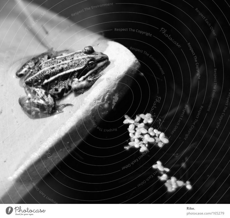 Froschig. Schwarzweißfoto Außenaufnahme Tag Froschperspektive Tierporträt Wegsehen Natur Wasser Küste Teich See Bach Fluss 1 beobachten genießen sitzen frei