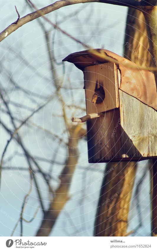 Ich bin ein Star, holt mich hier raus! Eichhörnchen im Nistkasten. Wildtier Nagetiere Starkasten beobachten Nestbau Hausbesetzung kahl Aussicht Starenkasten