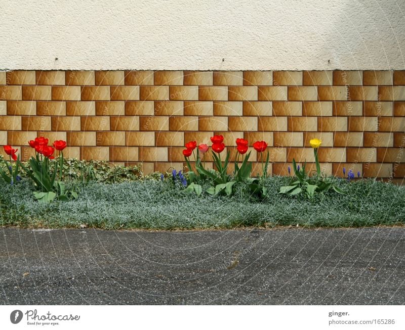 Vorstadtidylle Garten Frühling Pflanze Blume Blüte Grünpflanze Bodendecker Vorgarten Haus Einfamilienhaus Gebäude Mauer Wand Fassade Straßenrand Sauberkeit