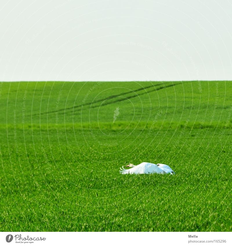 Schwanensee II: Abflug Umwelt Natur Landschaft Pflanze Tier Wolkenloser Himmel Frühling Nutzpflanze Feld Wildtier Flügel 1 Bewegung fliegen ästhetisch elegant