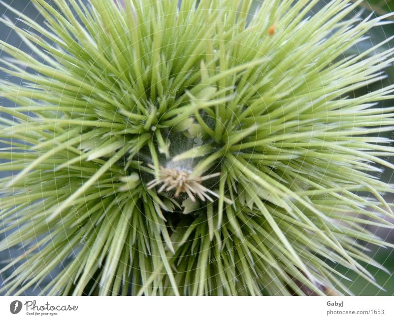 grüner Seeigel Maronen Baum Baumfrucht Kastanienbaum Frucht trees Stachel