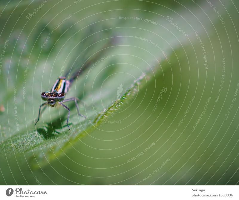 Prachtlibelle Umwelt Natur Landschaft Pflanze Tier Gras Blatt Blüte Garten Park Wiese Nutztier Tiergesicht Flügel 1 fliegen Libelle Libellenflügel