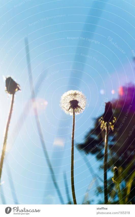 Sonnenblume Farbfoto mehrfarbig Außenaufnahme Nahaufnahme Menschenleer Textfreiraum oben Tag Licht Reflexion & Spiegelung Sonnenlicht Sonnenstrahlen Gegenlicht