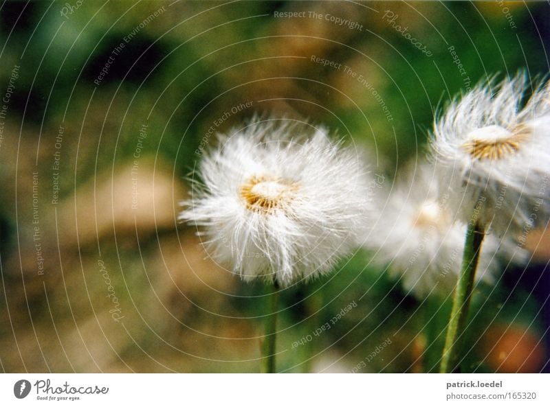 Pusteblume im Wind Farbfoto Außenaufnahme Nahaufnahme Menschenleer Textfreiraum oben Tag Bewegungsunschärfe Schwache Tiefenschärfe Froschperspektive Umwelt