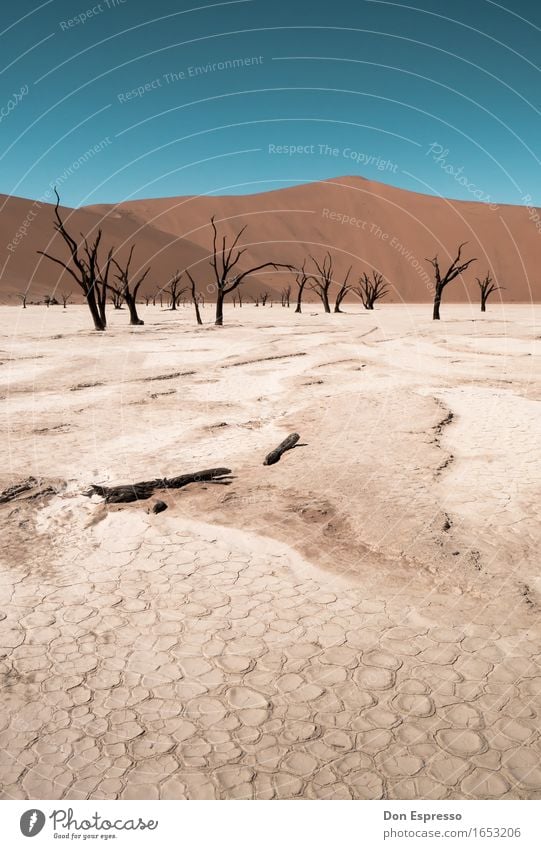 Deadvlei Ferien & Urlaub & Reisen Tourismus Abenteuer Expedition Landschaft Sand Wolkenloser Himmel Wärme Dürre Wüste heiß trist trocken Durst Einsamkeit