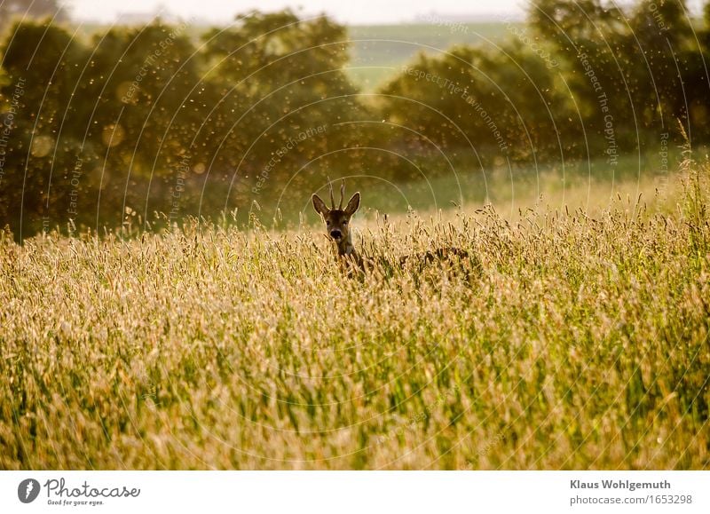 Zufallsbekanntschaft Abenteuer Umwelt Natur Landschaft Pflanze Tier Frühling Sommer Schönes Wetter Wärme Gras Wiese Wald Wildtier Fell Reh Bock 1 beobachten