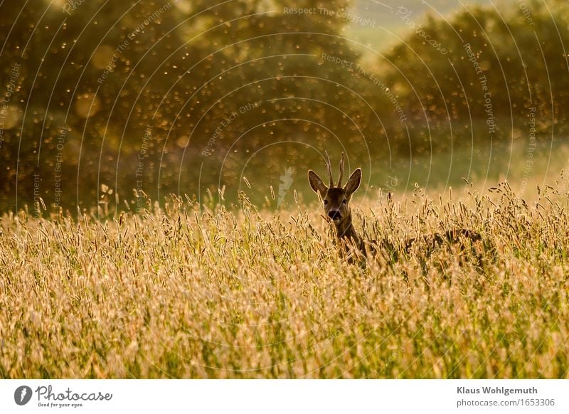 Ende Mai Erholung ruhig Umwelt Natur Tier Frühling Sommer Gras Wiese Wald Wildtier Fell Reh Bock Horn 1 beobachten Blick stehen schön braun gelb grün Idylle