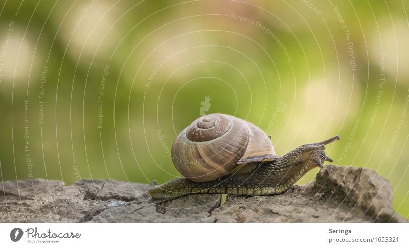 Sonderzug Tier Schnecke Tiergesicht 1 schleimen langsam Schneckenschleim Farbfoto mehrfarbig Außenaufnahme Nahaufnahme Detailaufnahme Makroaufnahme Menschenleer