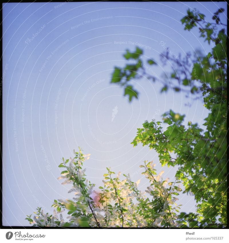 Frühlingsfrisch Farbfoto Außenaufnahme Tag Schwache Tiefenschärfe Froschperspektive Umwelt Natur Pflanze Himmel Sommer Schönes Wetter Baum Blatt Wildpflanze