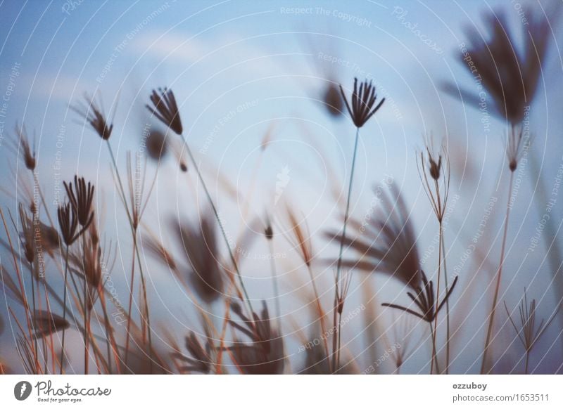 Stroh Natur Pflanze Himmel Frühling Gras Hanf Grünpflanze Wildpflanze schön einzigartig blau Romantik Lust Gelassenheit Farbfoto Gedeckte Farben Nahaufnahme