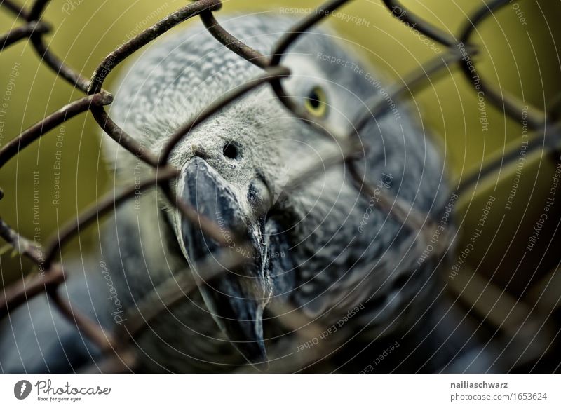 Graupapagei Tier Haustier Vogel Tiergesicht Papageienvogel Schnabel Käfig Gitter exotisch natürlich Neugier rebellisch schön gelb grau Tierliebe Interesse