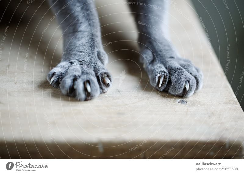 Katzenpfoten Natur Tier Haustier Fell Krallen Pfote 1 Holz frech Fröhlichkeit natürlich schön weich blau grau Tatkraft Tierliebe Farbe ruhig sich strecken