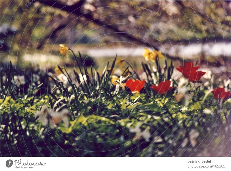 Down in the Park Farbfoto mehrfarbig Außenaufnahme Menschenleer Tag Schwache Tiefenschärfe Froschperspektive Erholung ruhig Kur Umwelt Natur Pflanze Frühling