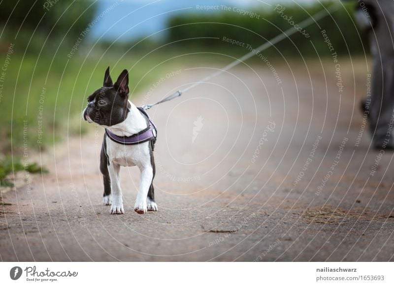 Spaziergang mit Boston Terrier Tier Haustier Hund 1 gehen springen boston terrier Gassi gehen Farbfoto Gedeckte Farben Außenaufnahme Tag Schwache Tiefenschärfe