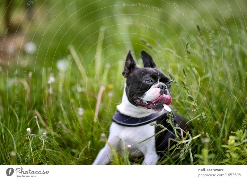 Boston Terrier im Gras Tier Haustier Hund 1 springen dog walk walking boston terrier outside grass road fresh green happy pant panting Farbfoto Gedeckte Farben