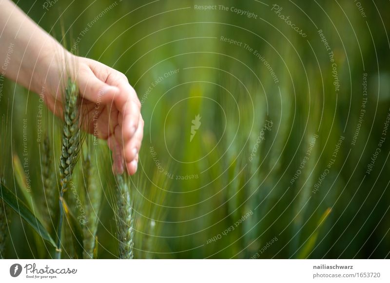 Getreidefeld Lebensmittel Mensch maskulin Kind Junge Hand 1 3-8 Jahre Kindheit Umwelt Natur Pflanze Nutzpflanze Weizen Feld springen weich Ackerbau Weizenfeld