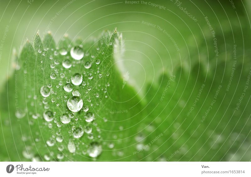 Gedränge Natur Pflanze Wasser Wassertropfen Frühling Blatt Frauenmantelblatt Tau frisch nass grün Farbfoto mehrfarbig Außenaufnahme Nahaufnahme Detailaufnahme