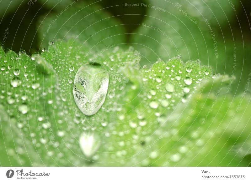 Morgentau Natur Wasser Wassertropfen Frühling Pflanze Blatt Grünpflanze Frauenmantel Tau frisch klein nass grün Farbfoto mehrfarbig Außenaufnahme Nahaufnahme