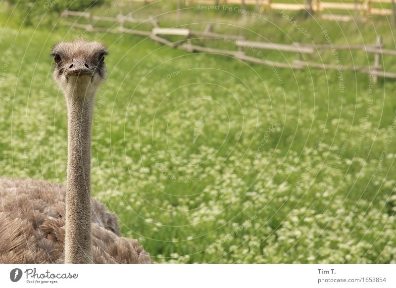 Vogel Strauß Uckermark Tier Nutztier Wildtier Tiergesicht 1 Farbfoto Außenaufnahme Menschenleer Textfreiraum rechts Tag