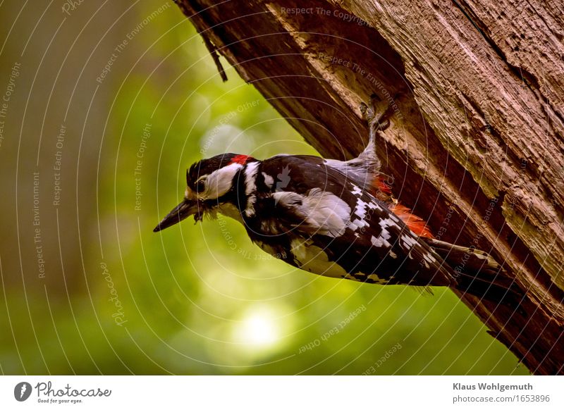 Schulterblick Umwelt Natur Tier Frühling Sommer Baum Wald Vogel Krallen Buntspecht 1 beobachten Blick braun gelb grün rot schwarz weiß Fürsorge Brutpflege Nest