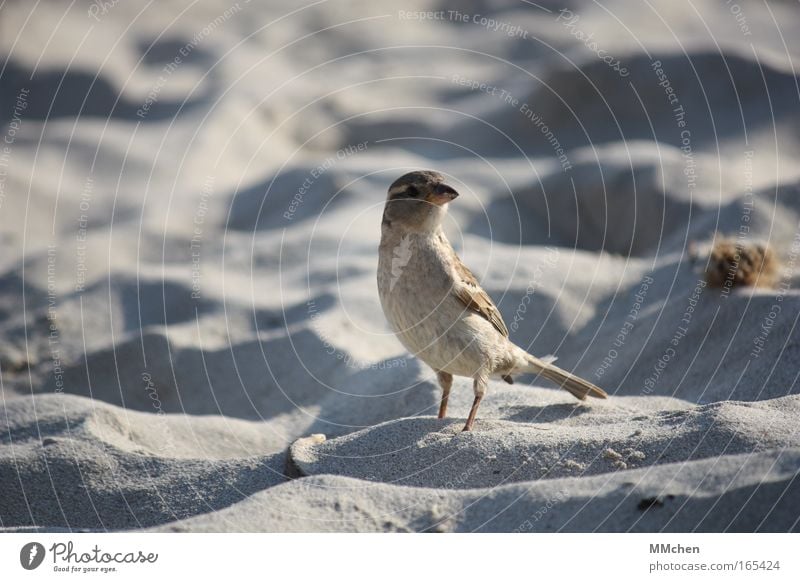 Strand-Schnorrer Farbfoto Außenaufnahme Textfreiraum links Hintergrund neutral Freiheit Sand Sandstrand Vogel 1 Tier entdecken Erholung fliegen füttern stehen