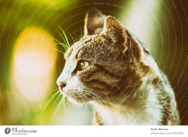 Hauskatze Profil Portrait Natur Tier Haustier Katze Tiergesicht 1 beobachten Blick Freundlichkeit schön retro wild Tierliebe Katzenauge Katzenbaby Tigerkatze