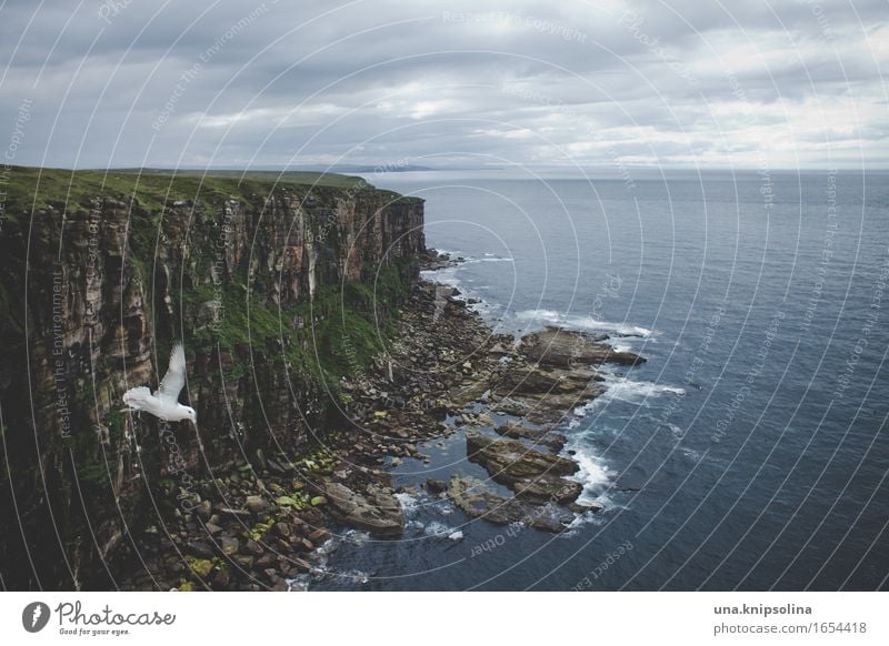 photobombing Ferien & Urlaub & Reisen Ausflug Ferne Umwelt Natur Landschaft Urelemente Erde Wasser Wolken Küste Meer Atlantik Duncansby Schottland Vogel 1 Tier