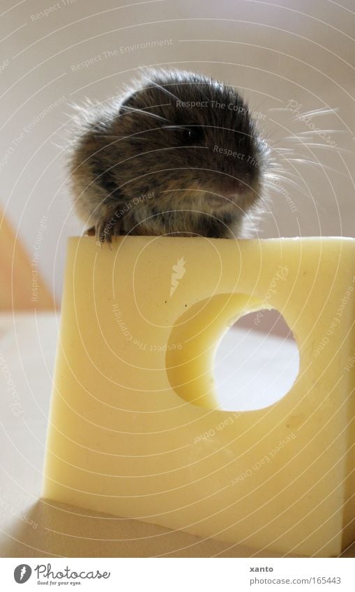 Mäuse würden Käse kaufen Farbfoto Innenaufnahme Nahaufnahme Menschenleer Hintergrund neutral Tag Zentralperspektive Tierporträt Blick nach vorn Wildtier Maus 1