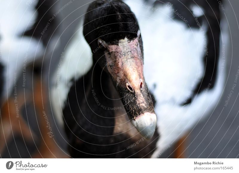 Gans Farbfoto Gedeckte Farben Außenaufnahme Nahaufnahme Tierporträt Vorderansicht Wegsehen Natur Wildtier Vogel Tiergesicht Zoo 1 Denken Traurigkeit Wärme grau