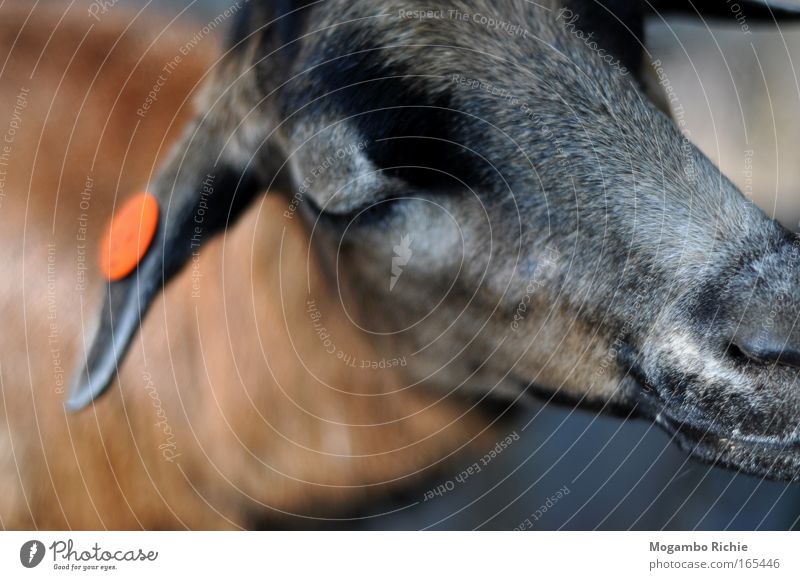 Ziege Farbfoto Gedeckte Farben Außenaufnahme Nahaufnahme Tag Tierporträt Wegsehen geschlossene Augen Zoo Natur Nutztier Tiergesicht Fell Streichelzoo 1 träumen