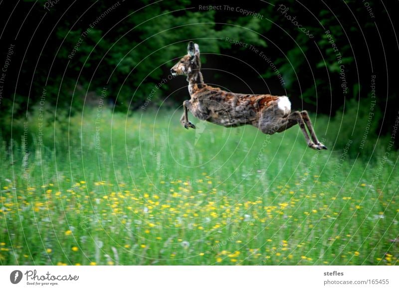 Sprung in den Frühling Farbfoto Außenaufnahme Menschenleer Tag Zentralperspektive Natur Tier Feld Wildtier Fell Reh 1 wild Freude Fröhlichkeit Schüchternheit