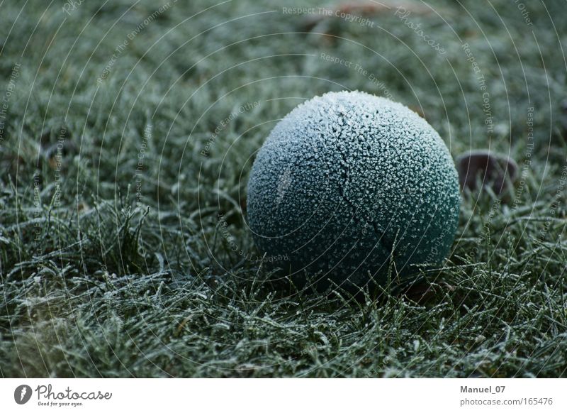 KUGELEIS Farbfoto Außenaufnahme Detailaufnahme Menschenleer Textfreiraum links Morgen Kontrast Schwache Tiefenschärfe Zentralperspektive Umwelt Natur Pflanze