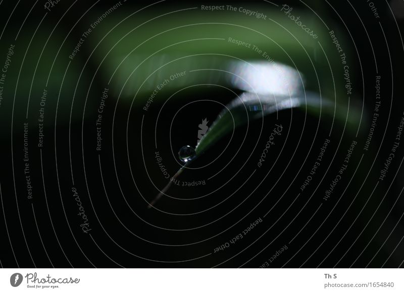 Morgentau Natur Pflanze Frühling Sommer Blatt ästhetisch authentisch einfach elegant frisch nass natürlich grün schwarz weiß Gelassenheit geduldig ruhig