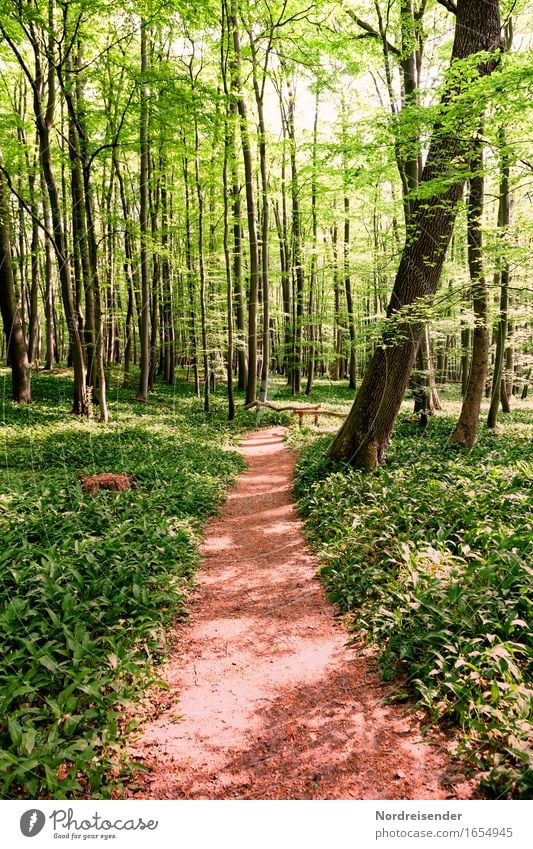 Bärlauch Kräuter & Gewürze Ausflug wandern Natur Landschaft Pflanze Frühling Sommer Schönes Wetter Baum Wildpflanze Wald Wege & Pfade Wachstum Freundlichkeit