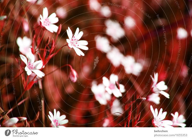 kleinigkeiten Natur Pflanze Sommer Herbst Schönes Wetter Blume Gras Blatt Blüte sternmiere Garten Park Wiese Feld Blühend Duft verblüht dehydrieren Wachstum