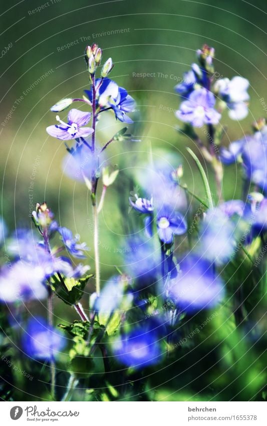 blümchen Natur Pflanze Sommer Schönes Wetter Blume Gras Blatt Blüte Veronica Garten Park Wiese Feld Blühend Duft verblüht Wachstum schön klein zart sommerlich